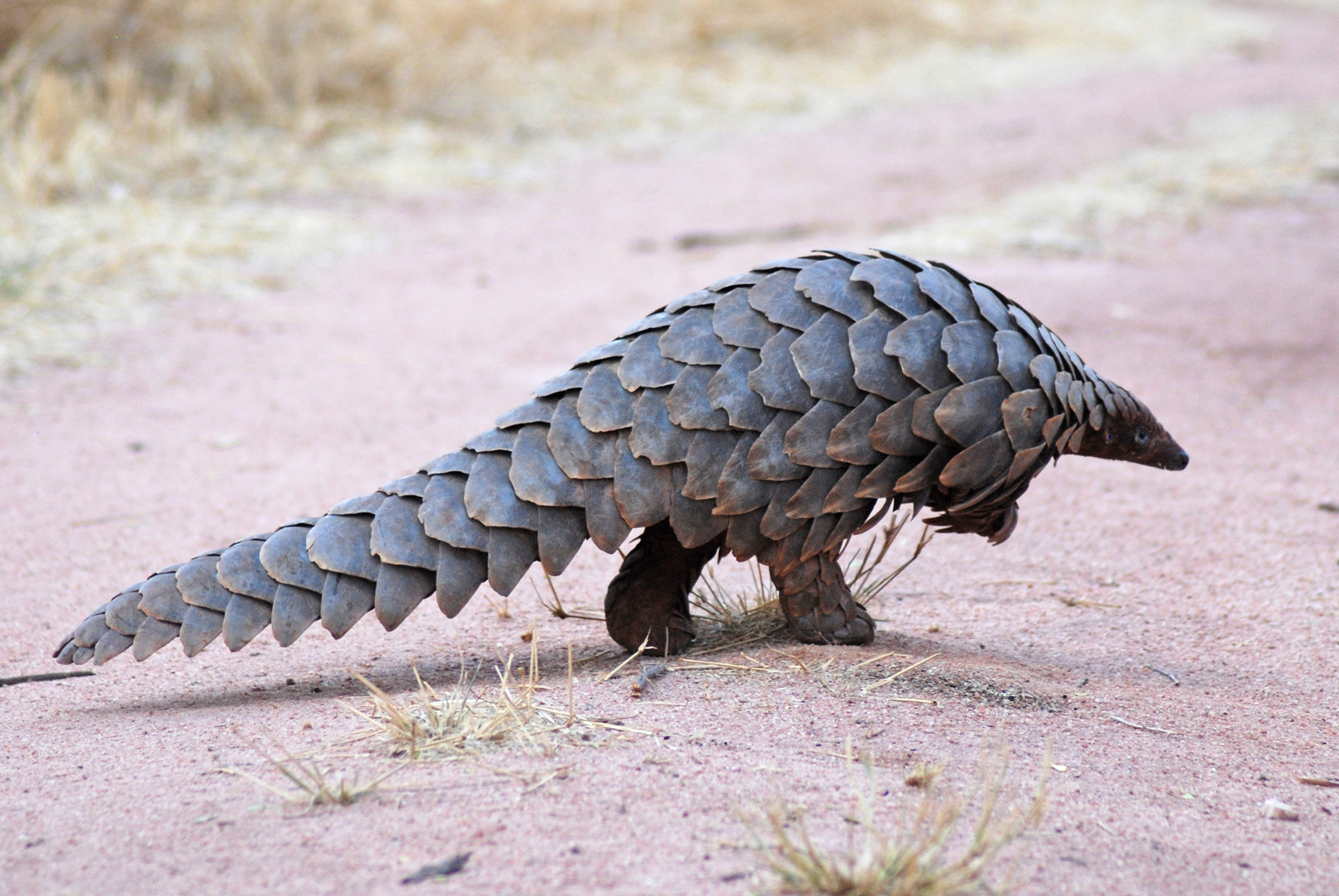 Is the keratin in a pangolin’s scales as durable as our fingernails? -Hannah | 'Q ...